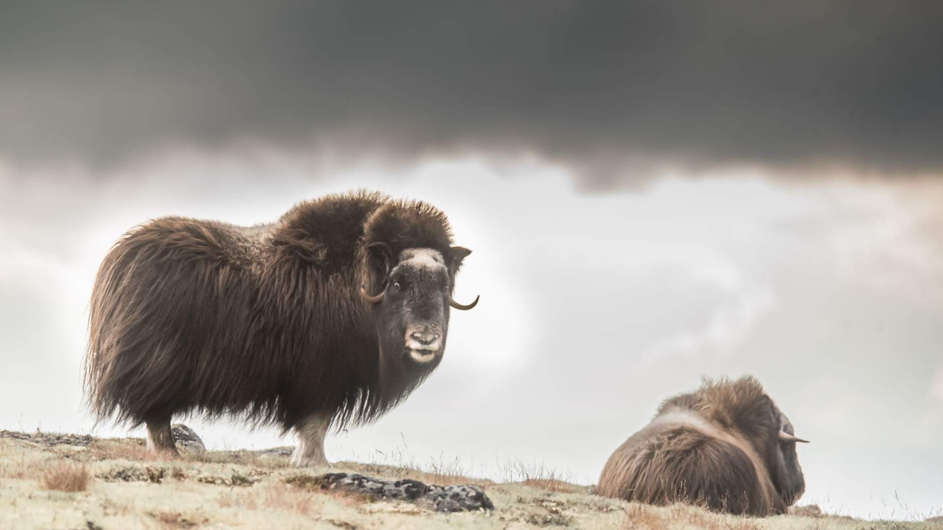 Fotosafari med personlig guide