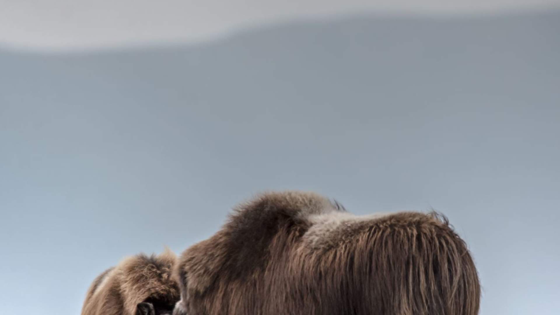 Fotosafari med personlig guide