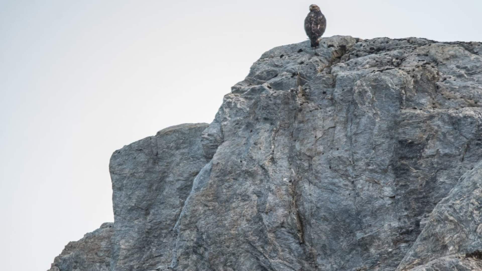 Fotosafari med personlig guide