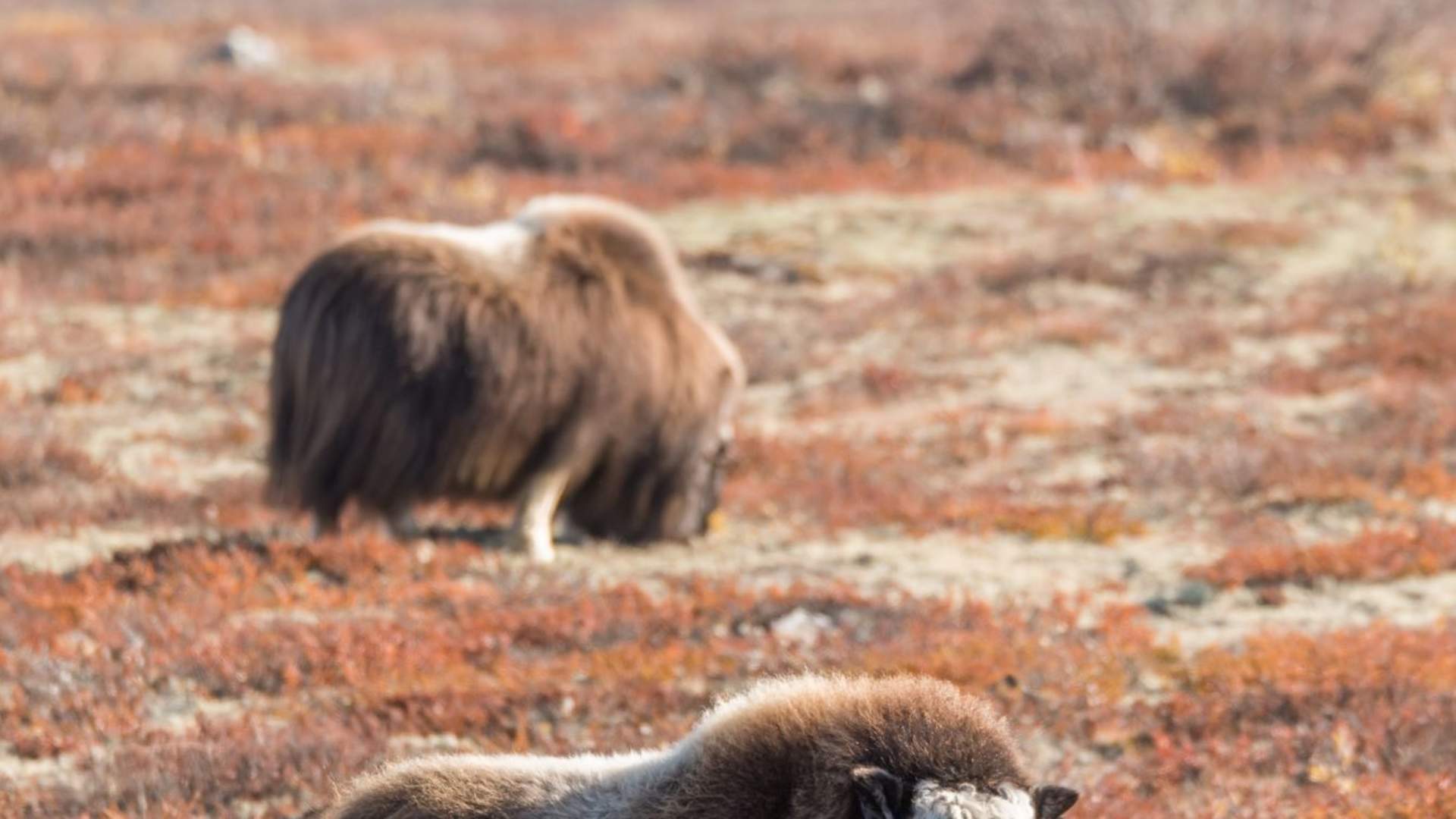 Fotosafari med personlig guide