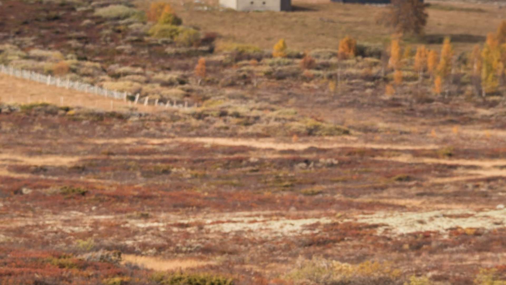 Fotosafari med personlig guide