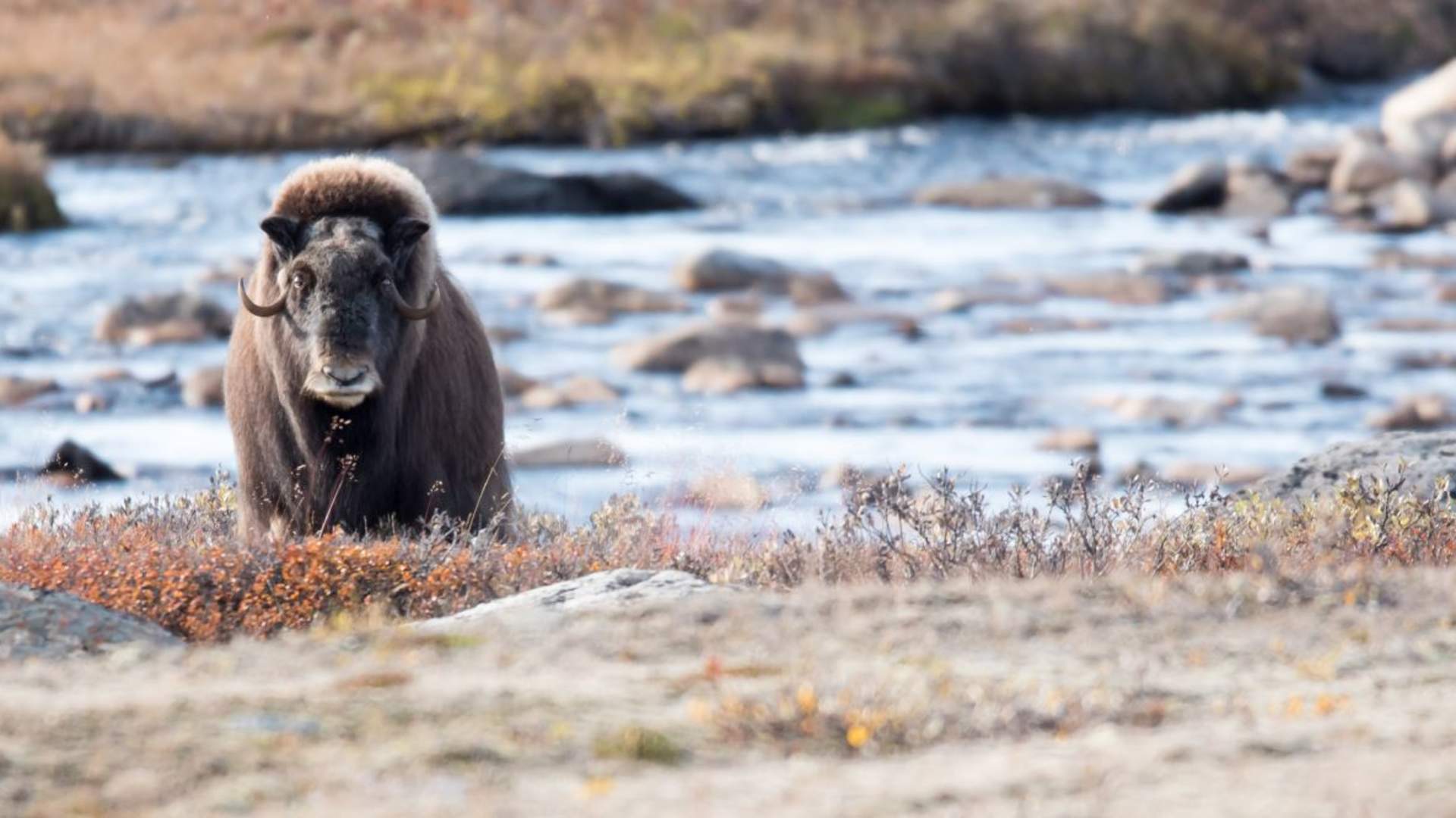 Fotosafari med personlig guide