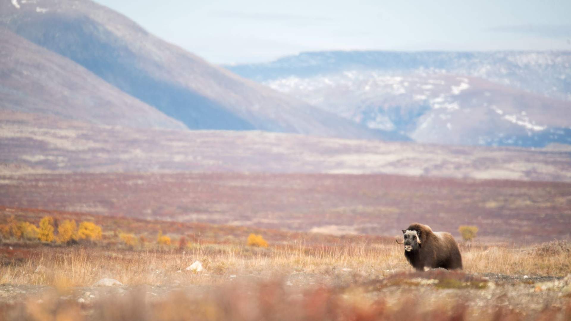 Fotosafari med personlig guide
