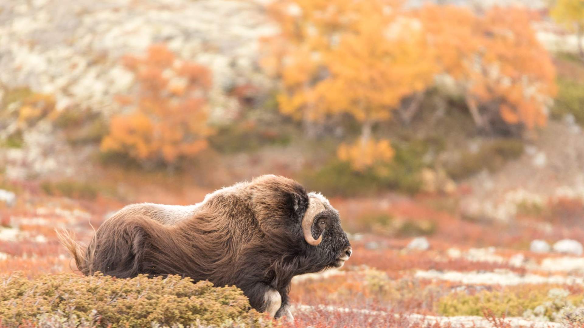 Fotosafari med personlig guide