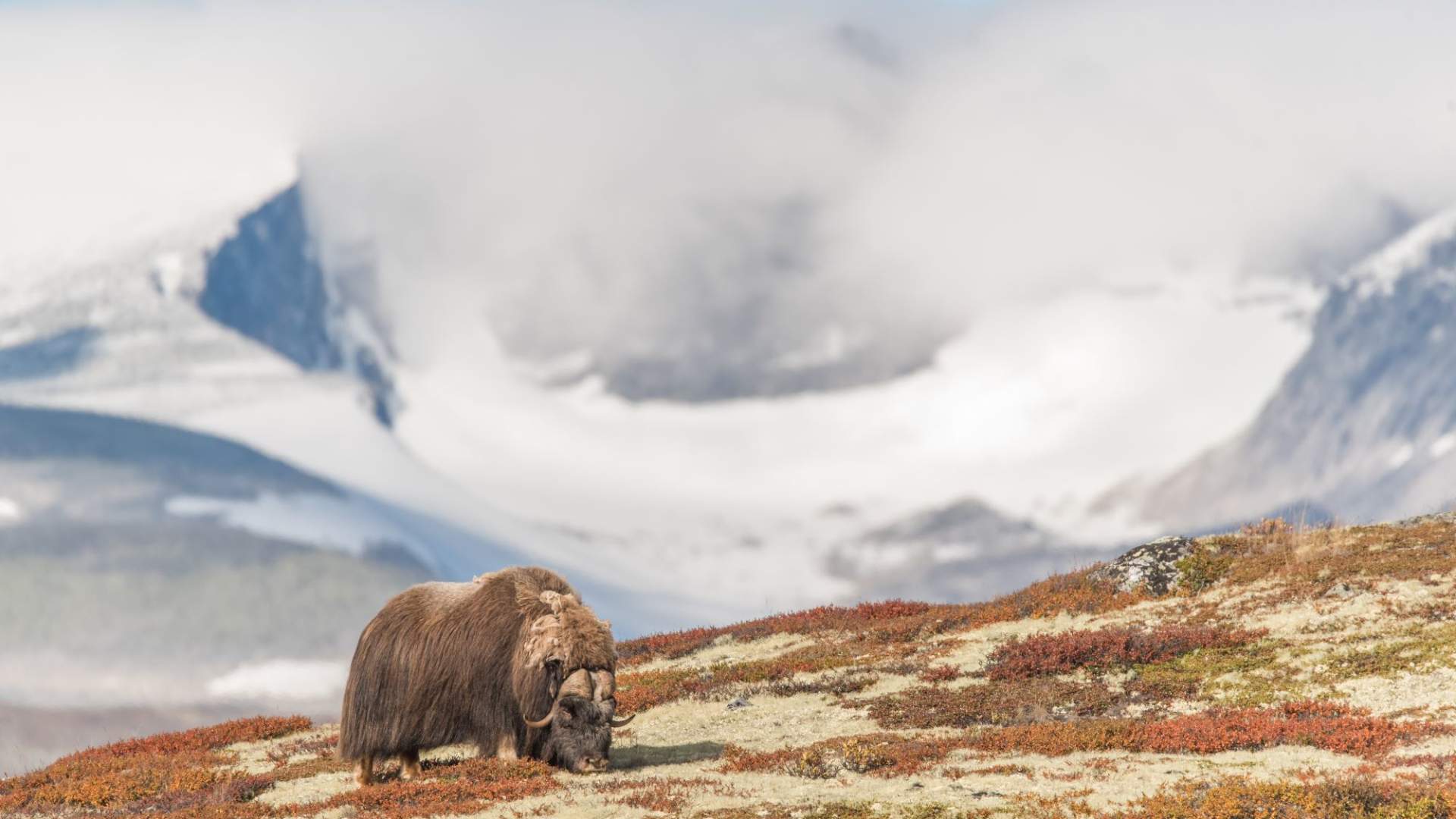 Fotosafari med personlig guide