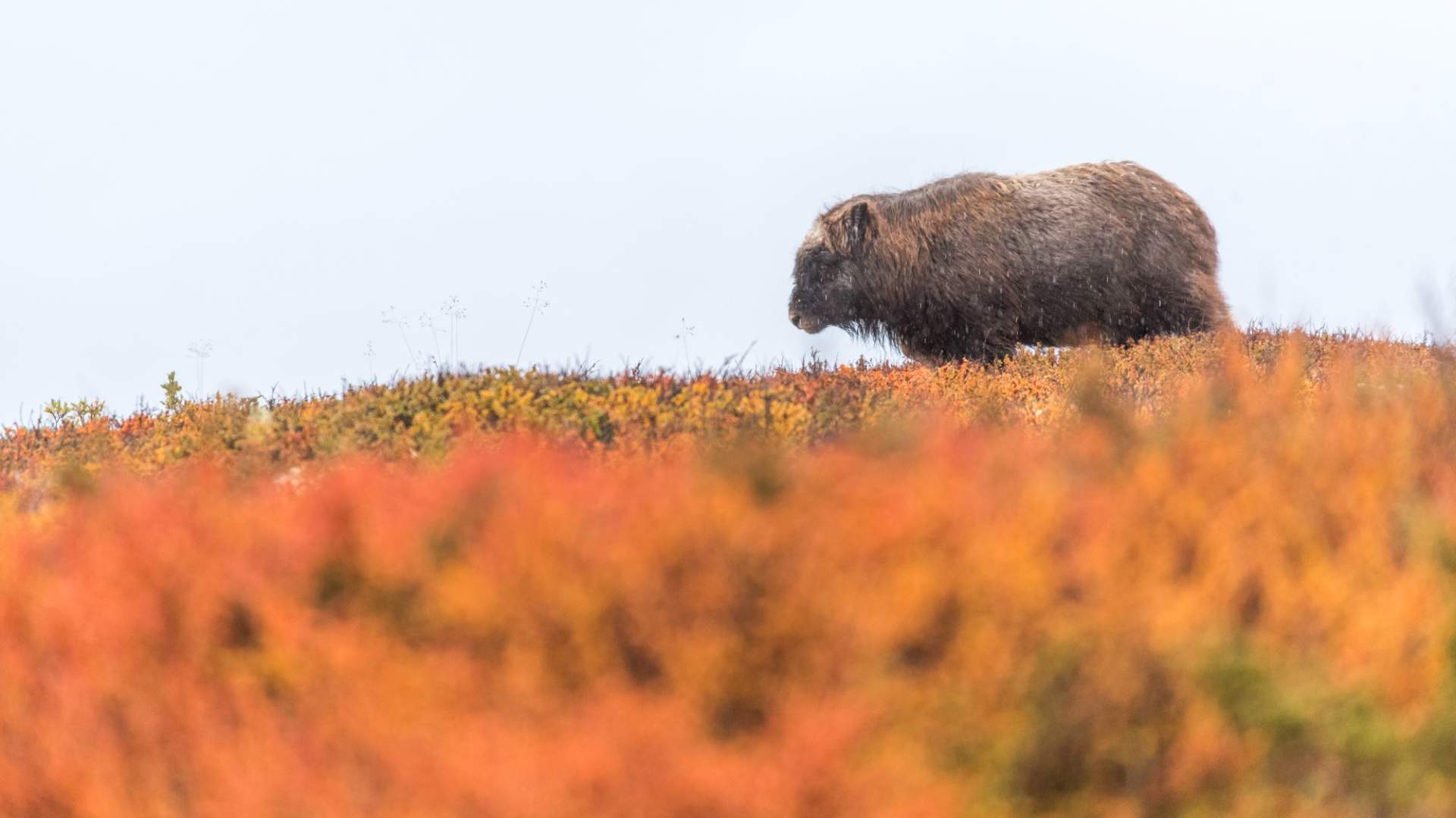 Fotosafari med personlig guide