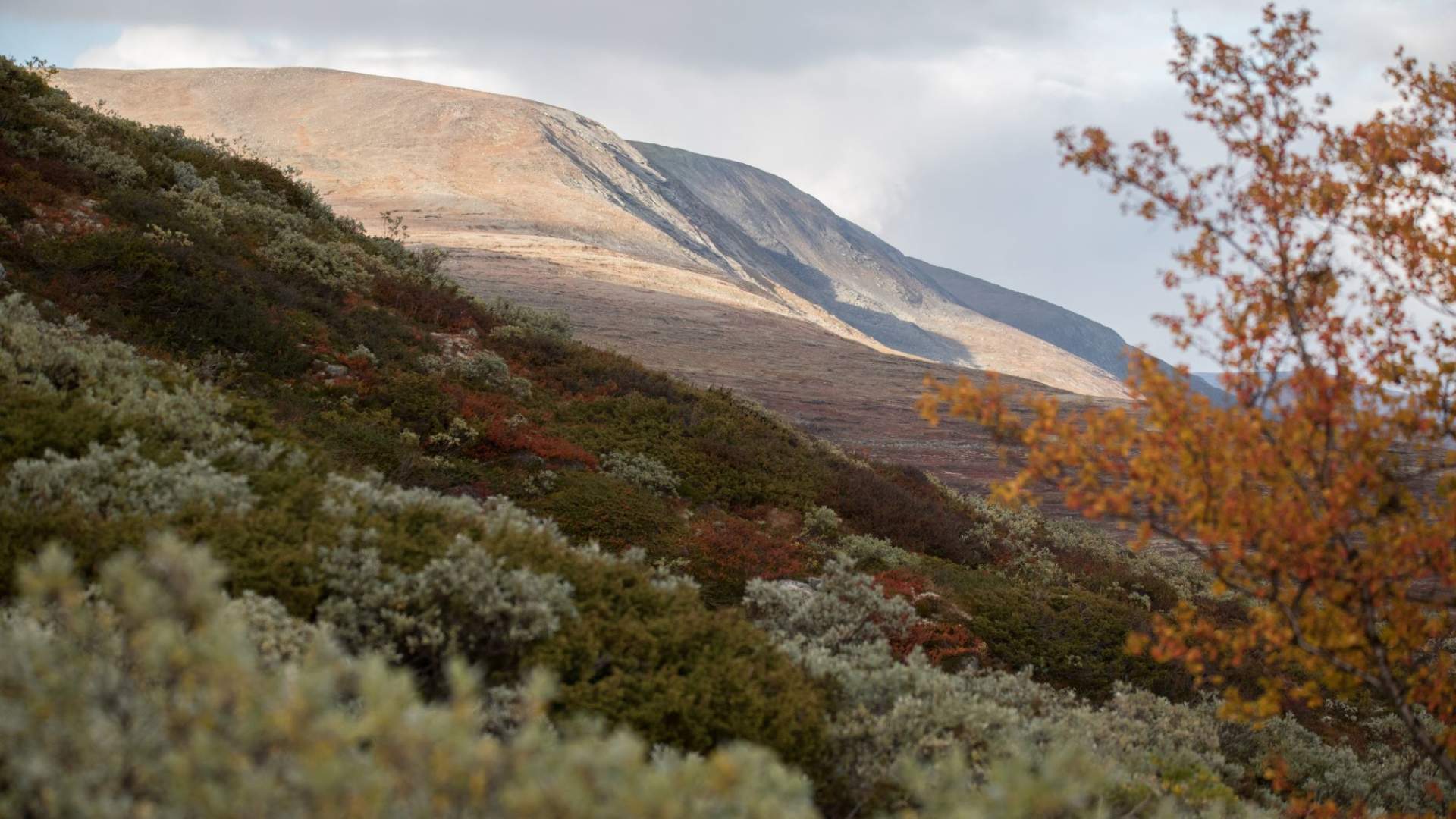 Fotosafari med personlig guide