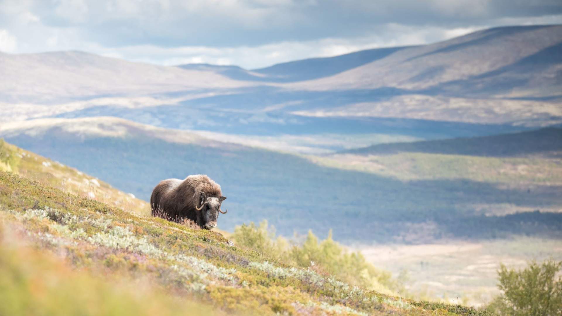 Fotosafari med personlig guide