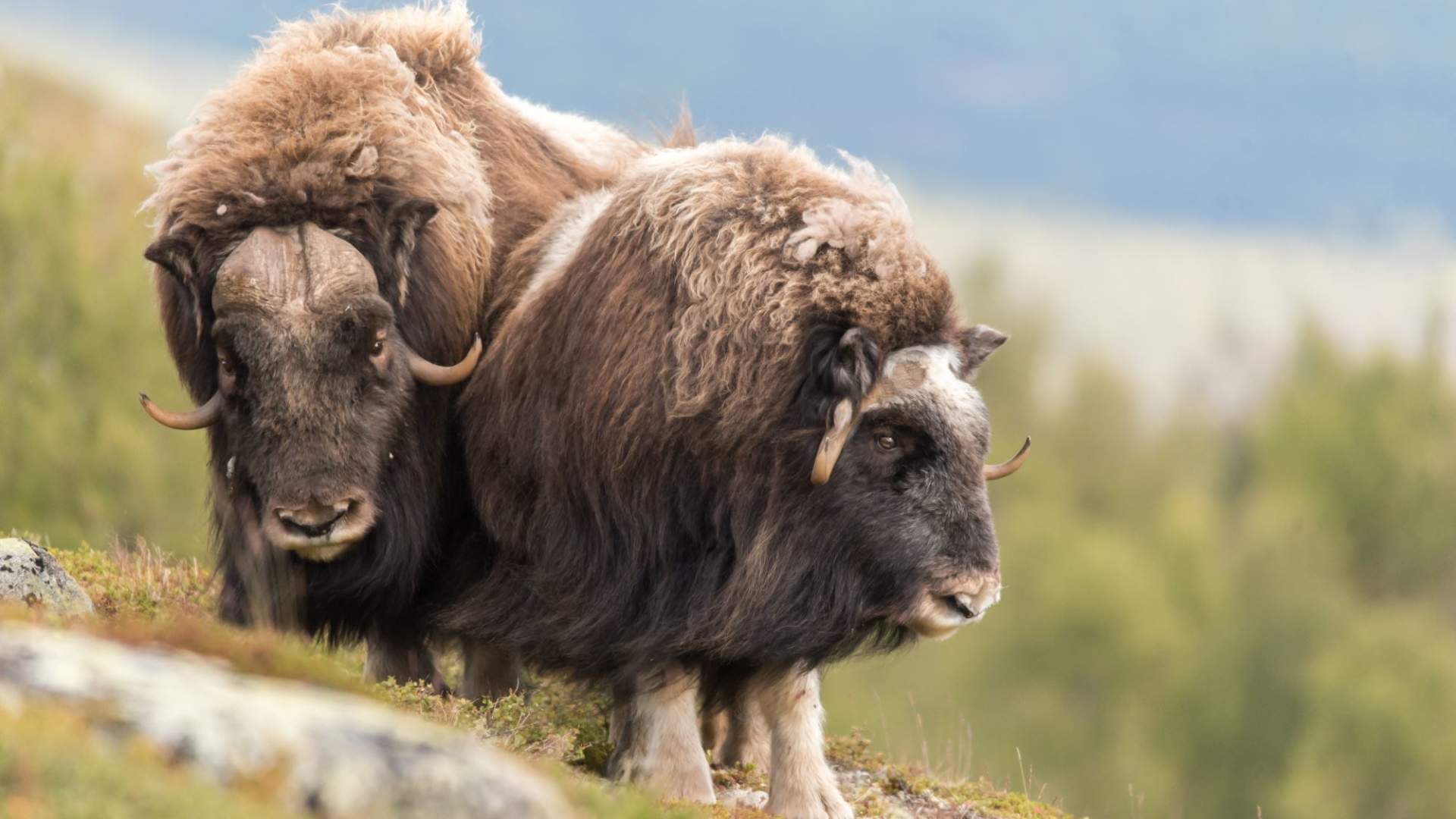 Fotosafari med personlig guide