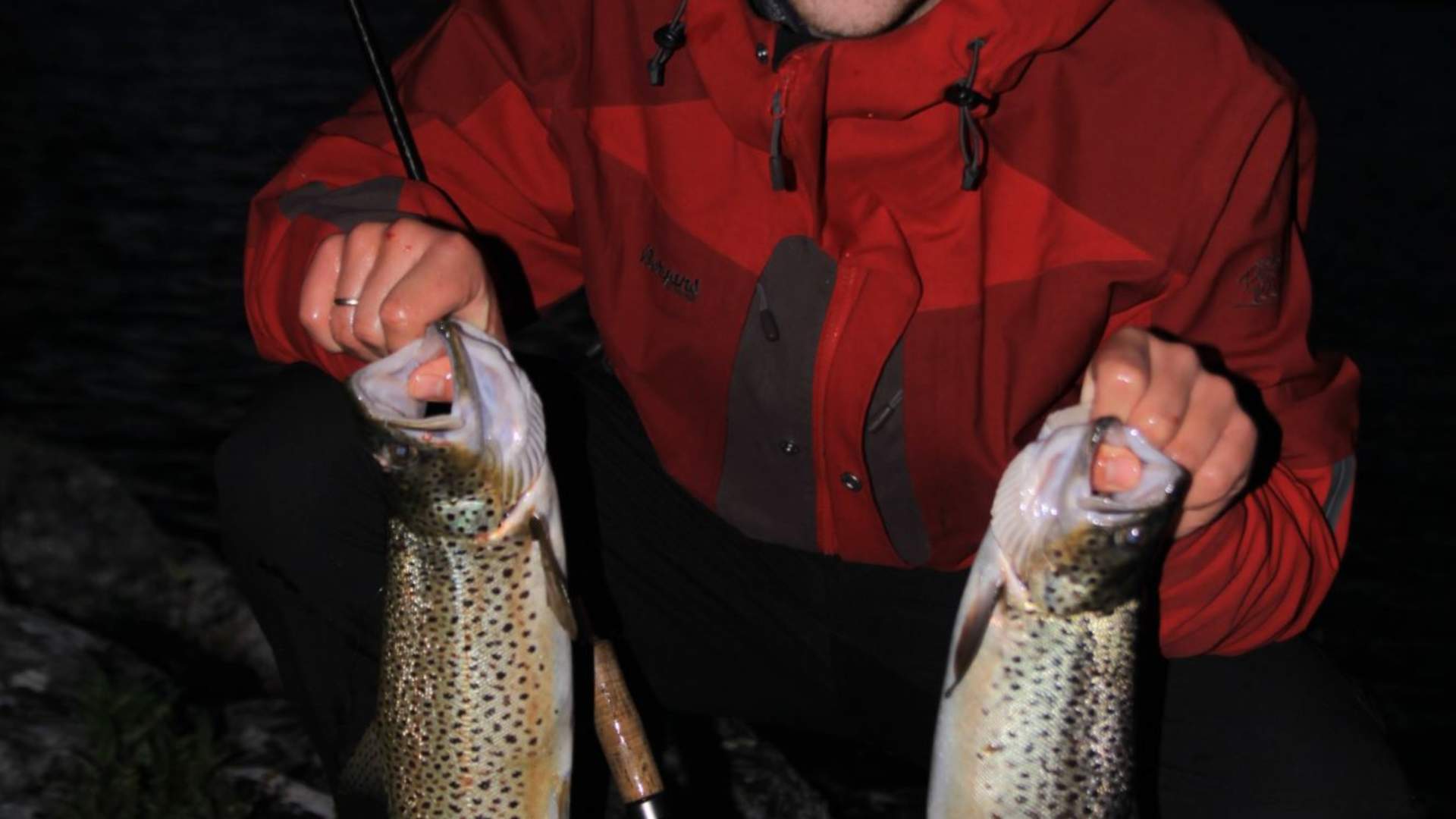 Flott fangst etter kveldsfisket!