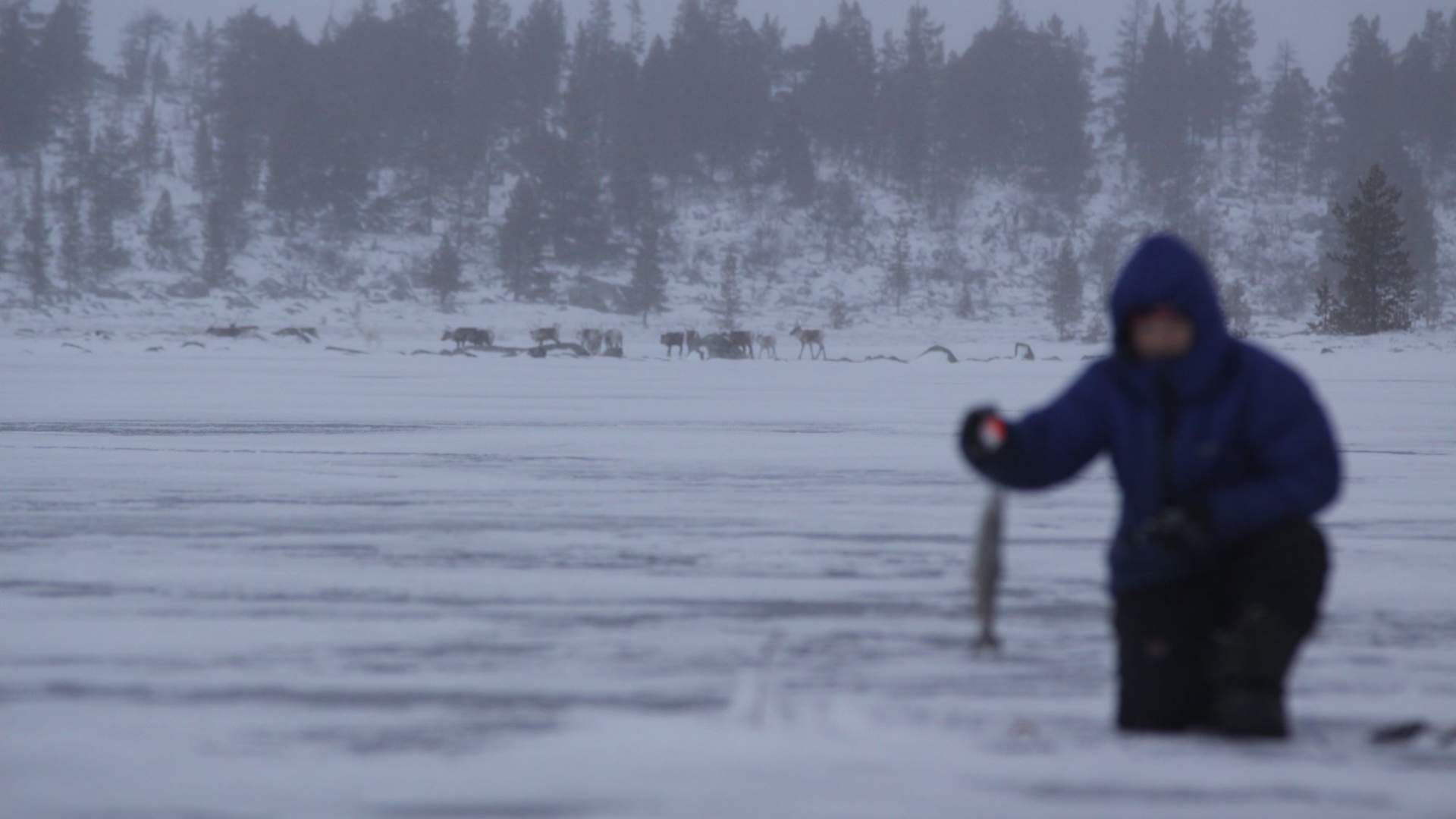 Nysgjerrige reinsdyr!