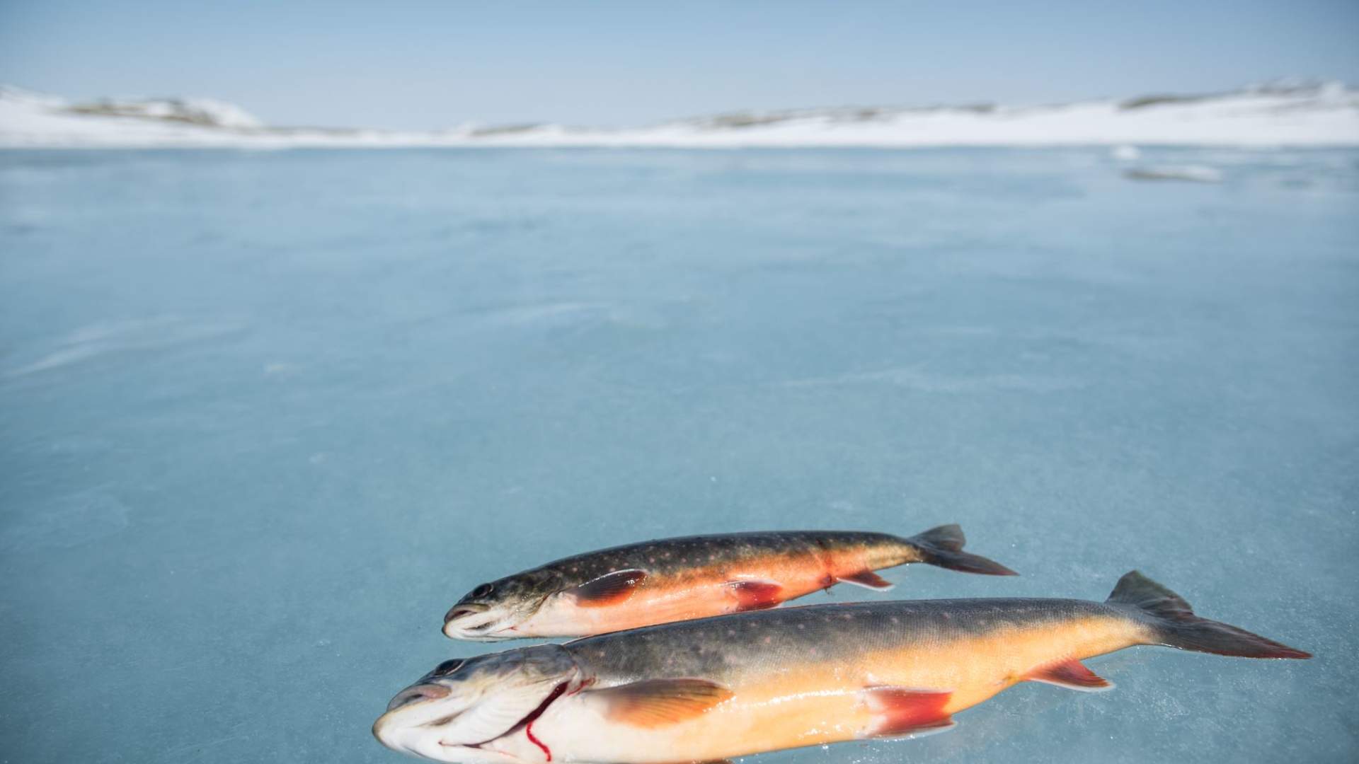 Isfiske med personlig guide.