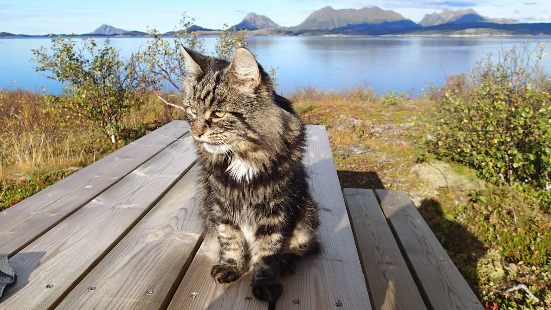 Svanerisers Villa Midnattsol