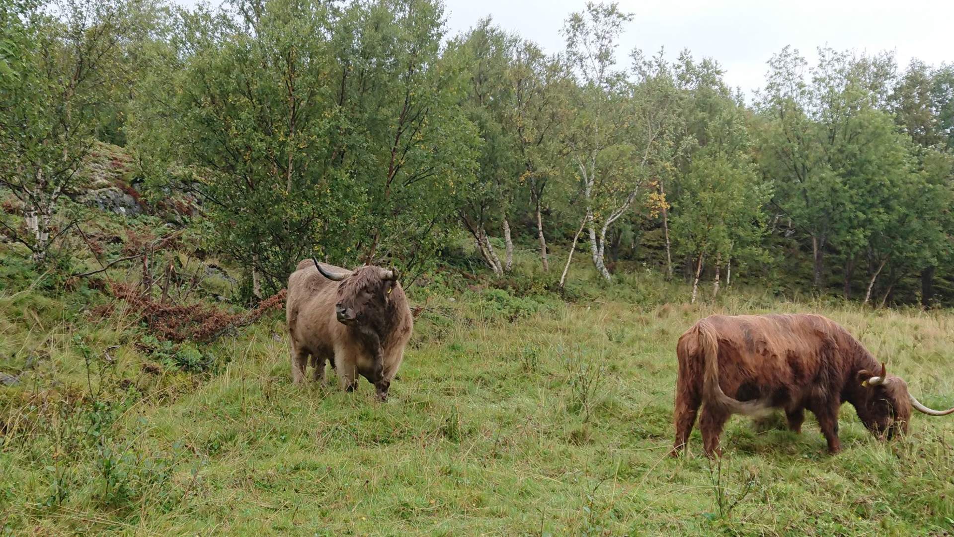 Svanerisers Villa Midnattsol