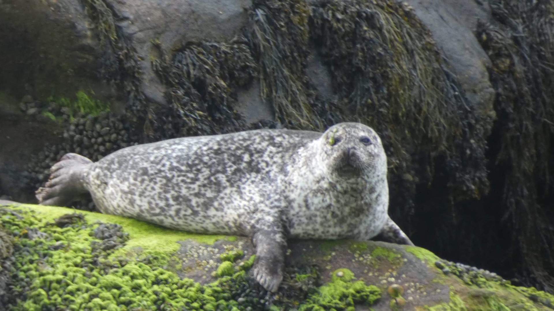 Svanerisers Villa Midnattsol