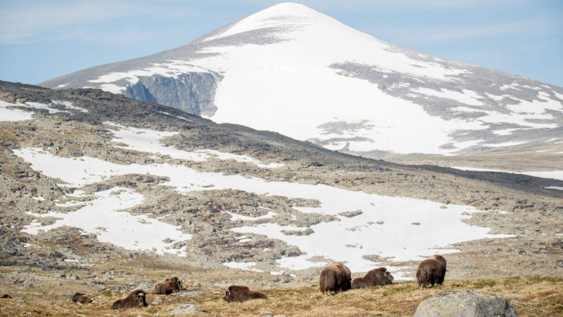 Guidet tur til Snøhetta med privat guide