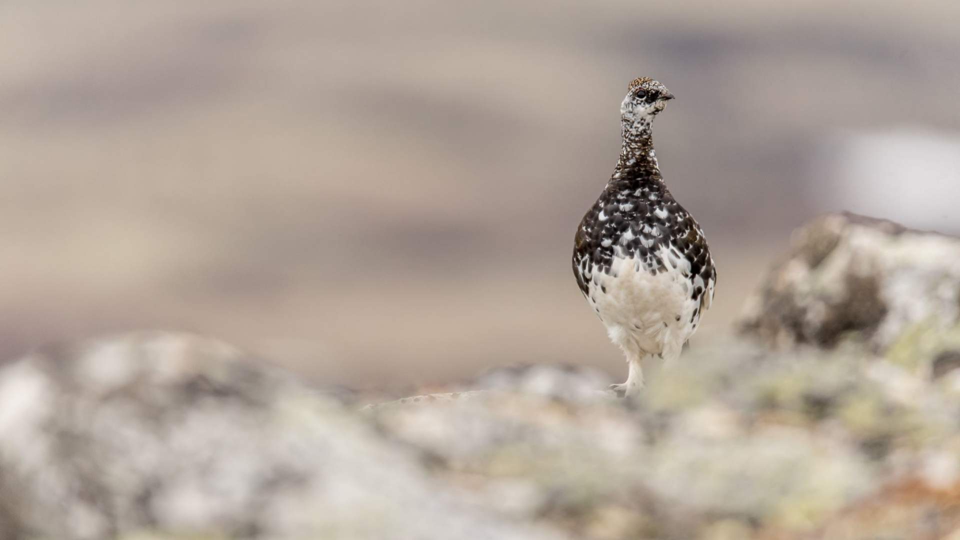 Guidet tur til Snøhetta med privat guide