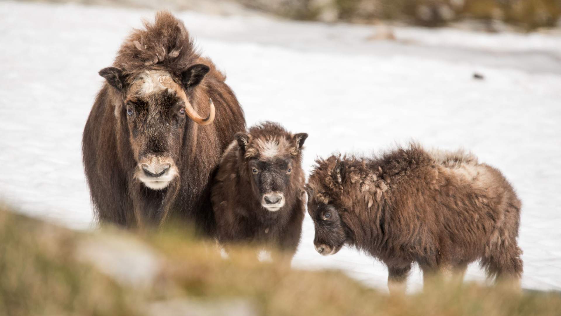 Guidet tur til Snøhetta med privat guide