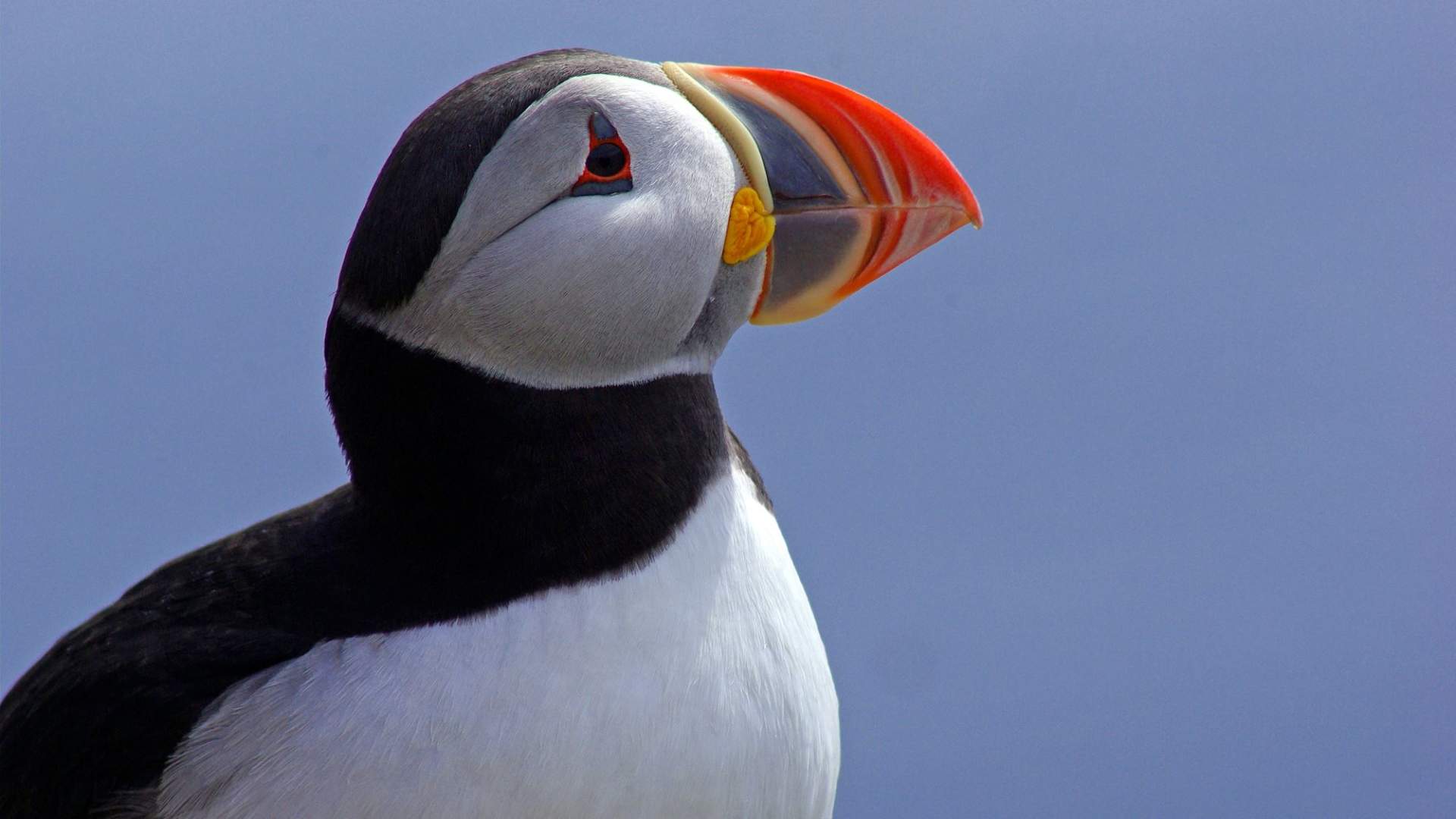 Lovund and the puffin