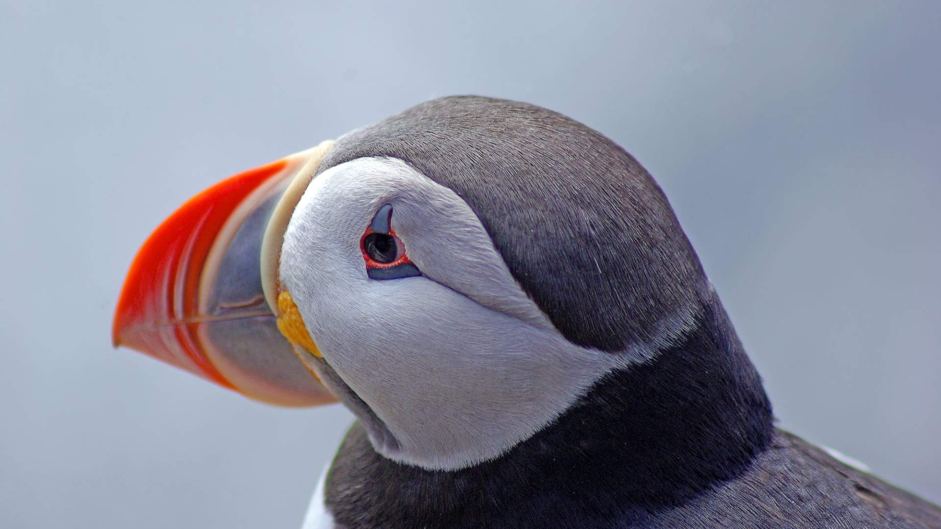 Lovund and the puffin
