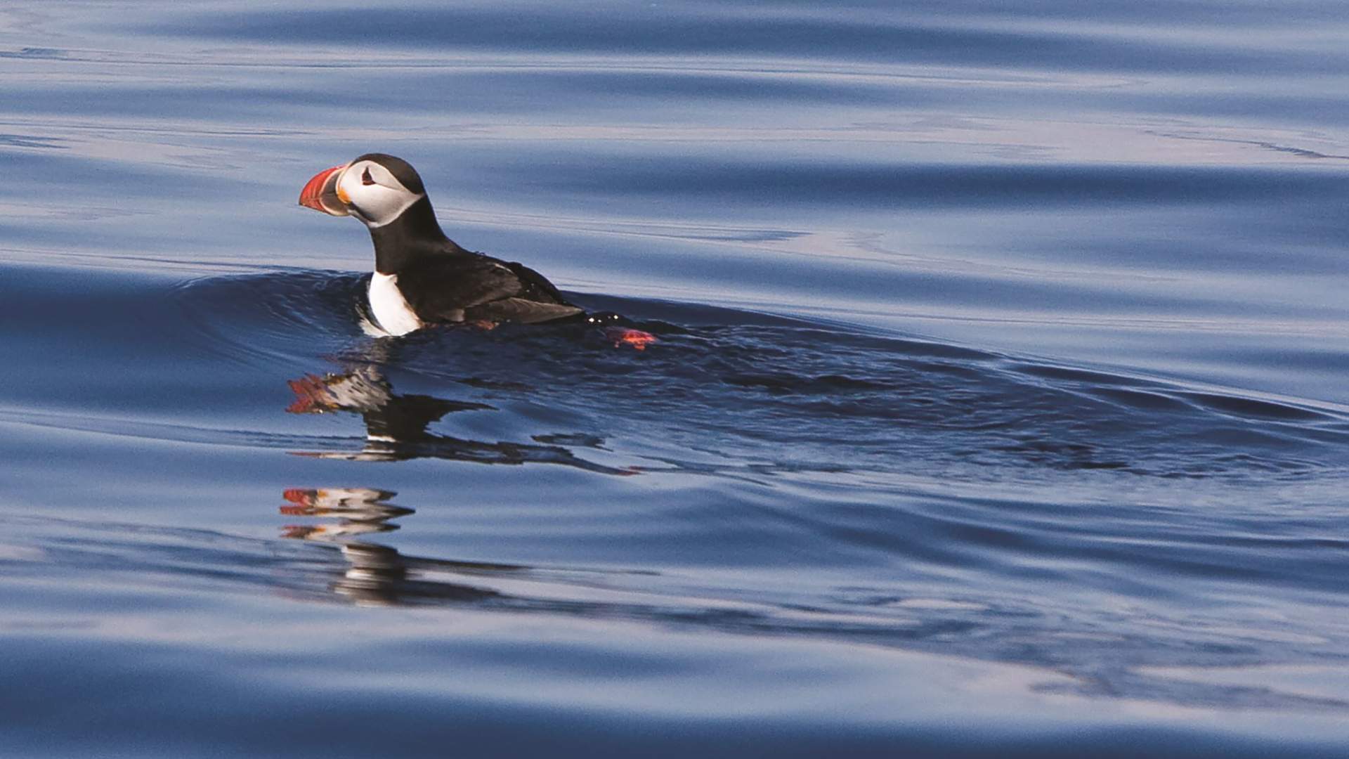Lovund and the puffin