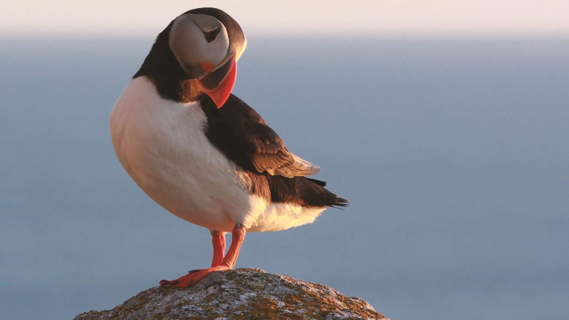 Lovund and the puffin