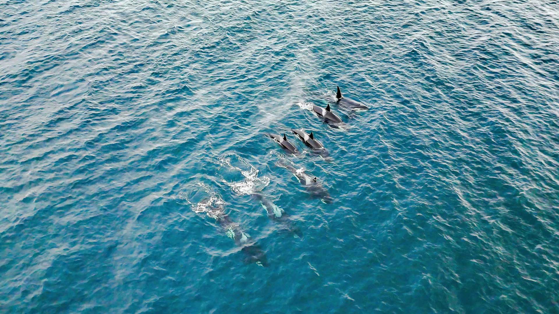Oplev magien i havet, hvor en gruppe delfiner svømmer legende gennem det klare blå vand. Deres elegante bevægelser og legesyge adfærd skaber et fantastisk syn, der vil berige din rejseoplevelse.