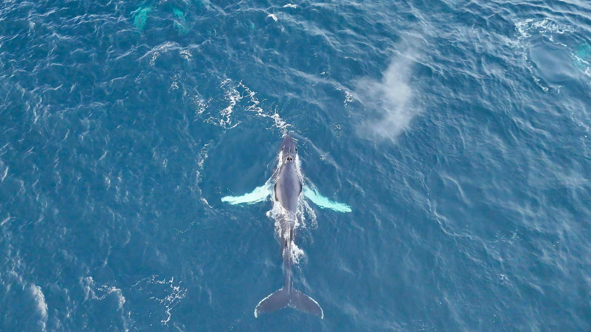 Oplev skønheden ved havets dybder, mens denne majestætiske spækhugger glider elegant gennem de glitrende bølger. Dyk ind i en verden af fantastiske maritime eventyr!