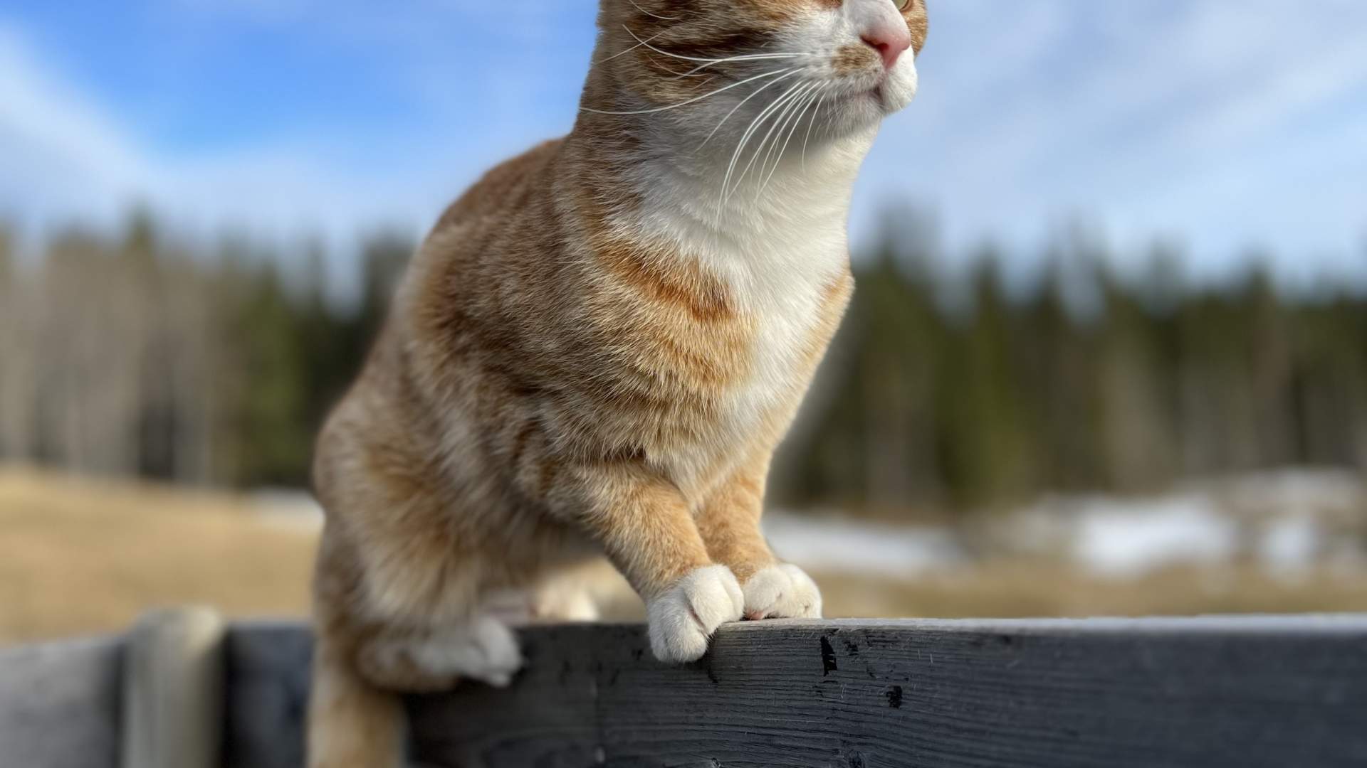 Katt på gjerde