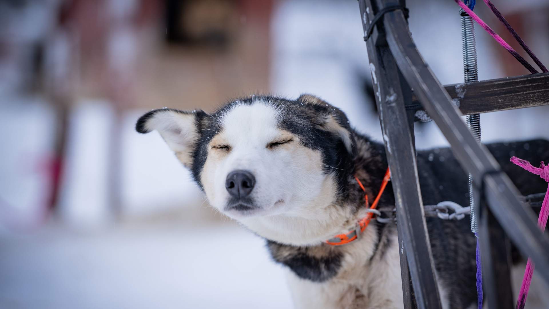 Dog Sledding Adventure at Camp Aspemo