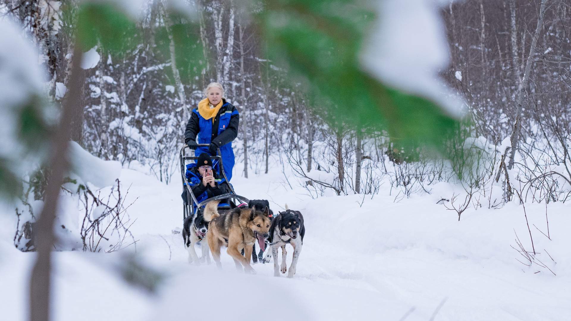 Dog Sledding Adventure at Camp Aspemo