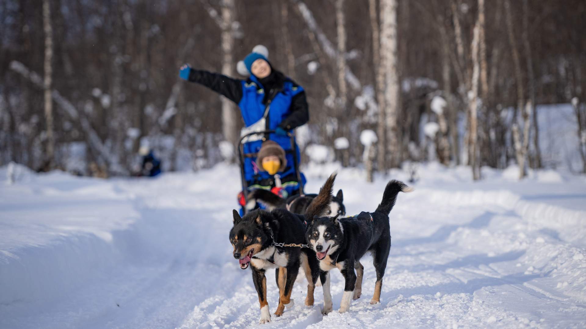 Dog Sledding Adventure at Camp Aspemo