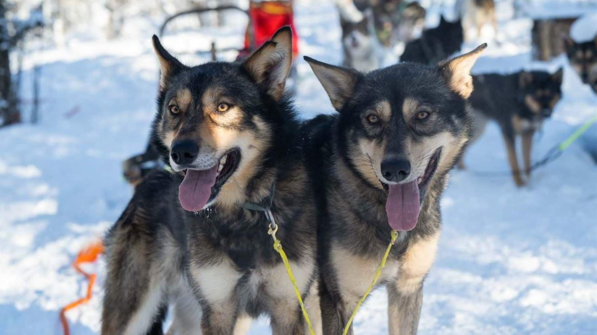 Ettermiddagstur med hundeslede