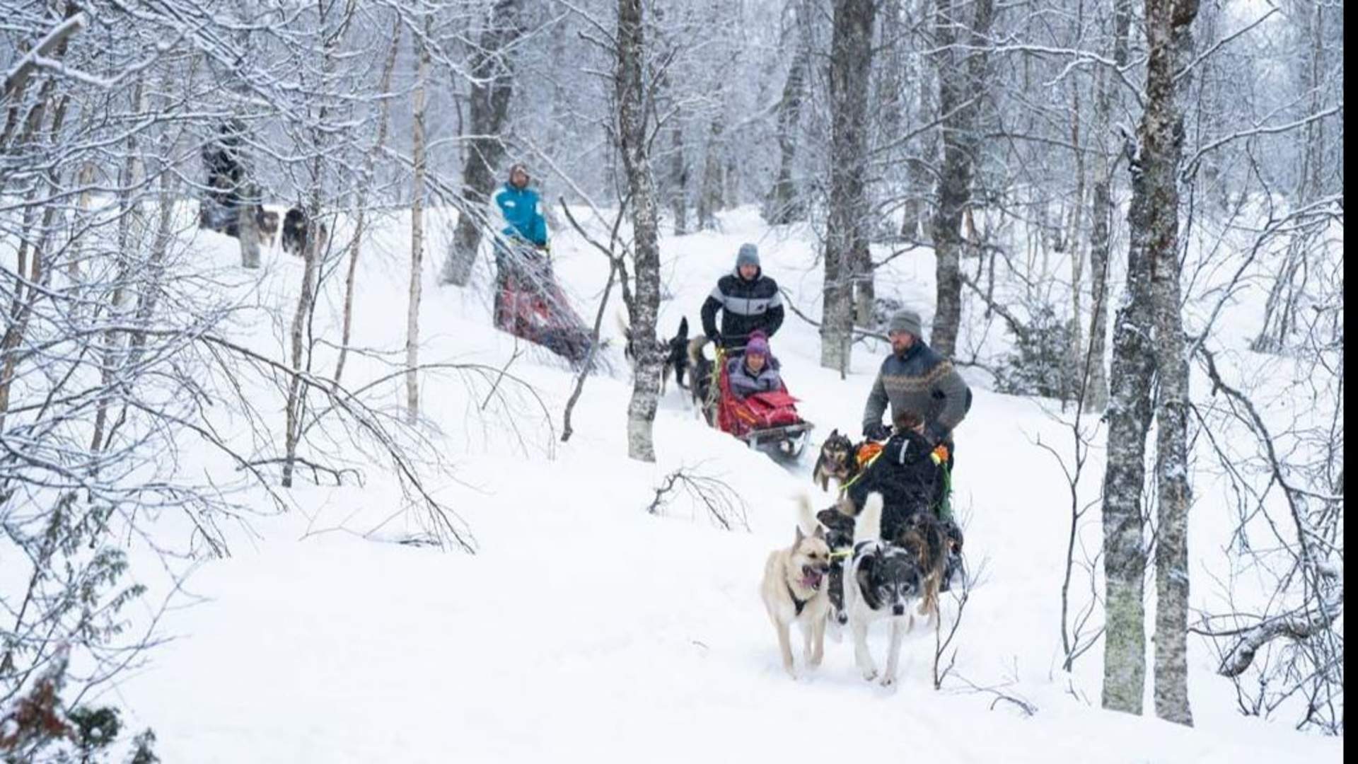 Ettermiddagstur med hundeslede