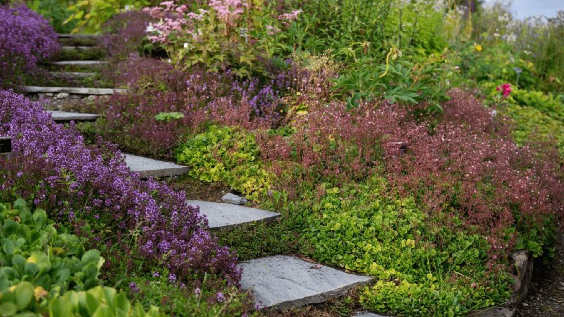 Small and beautiful &#8211; highlights of the world’s northernmost botanic garden
