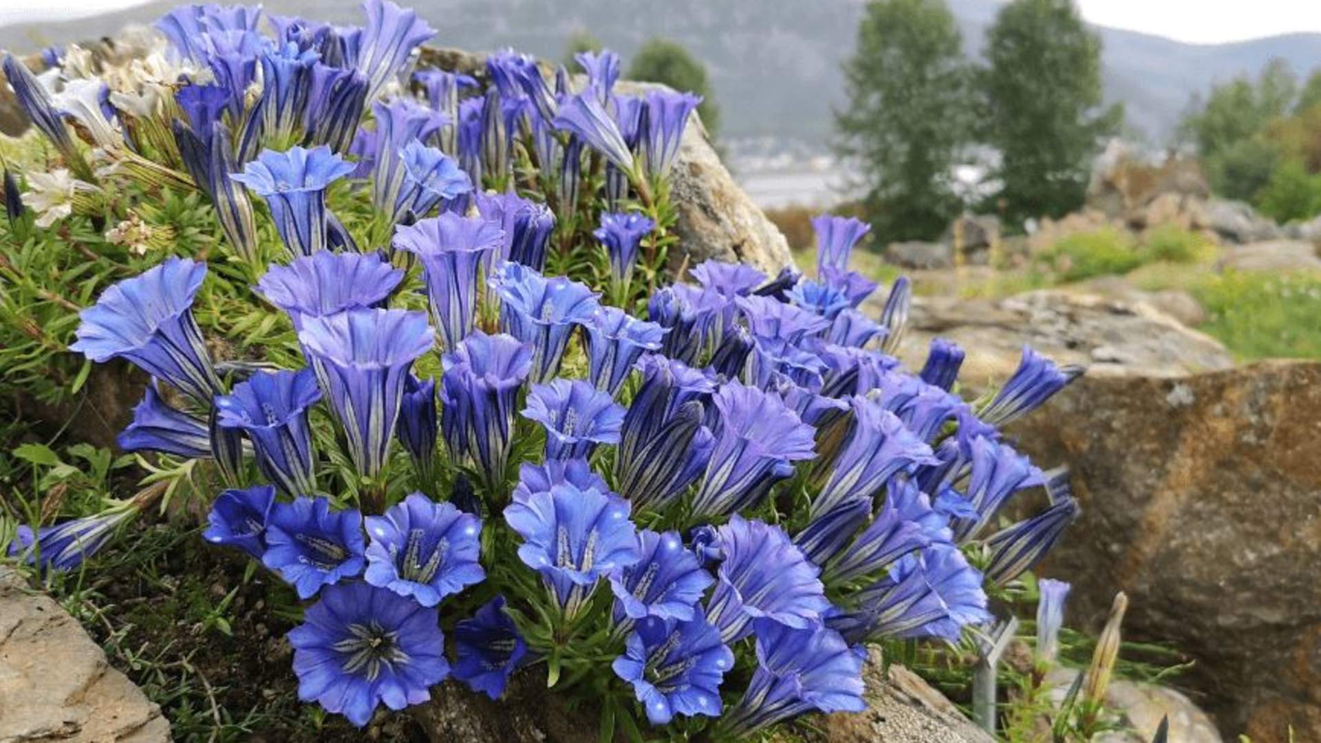Small and beautiful &#8211; highlights of the world’s northernmost botanic garden