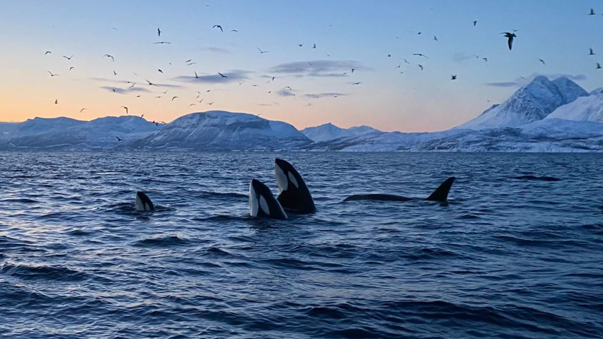 Whale Safari from Skjervøy