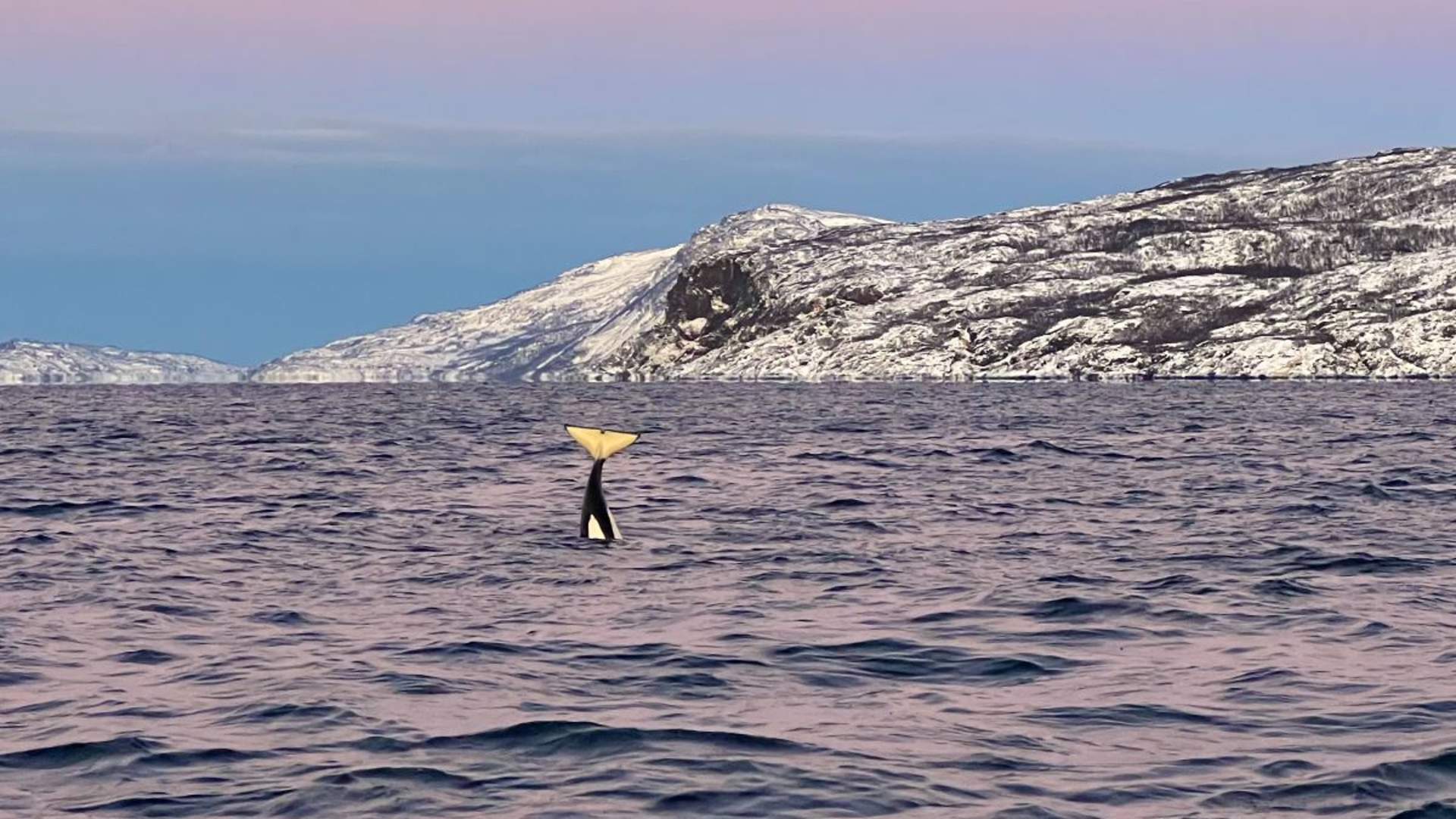 Whale Safari from Skjervøy