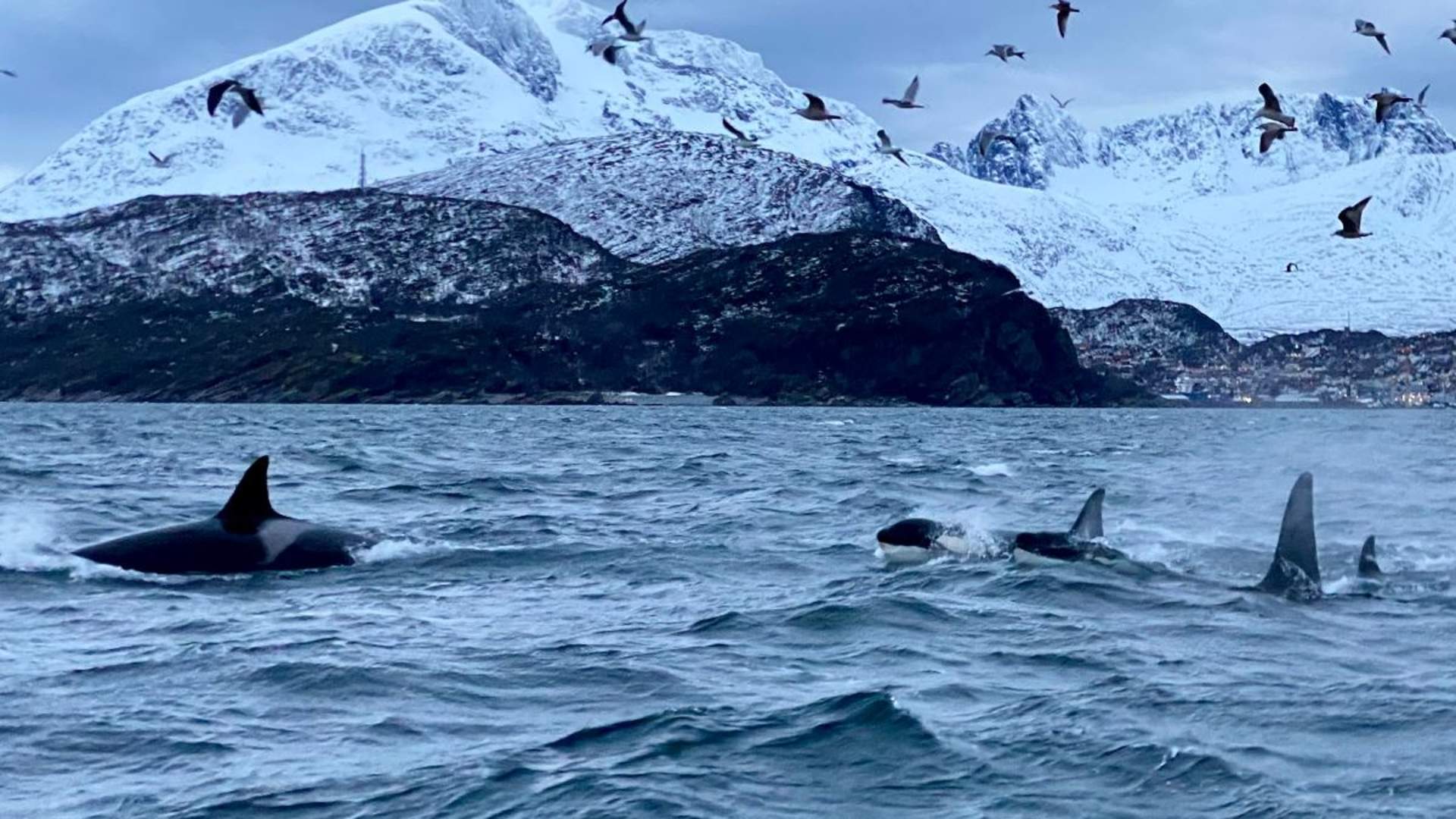 Whale Safari from Skjervøy