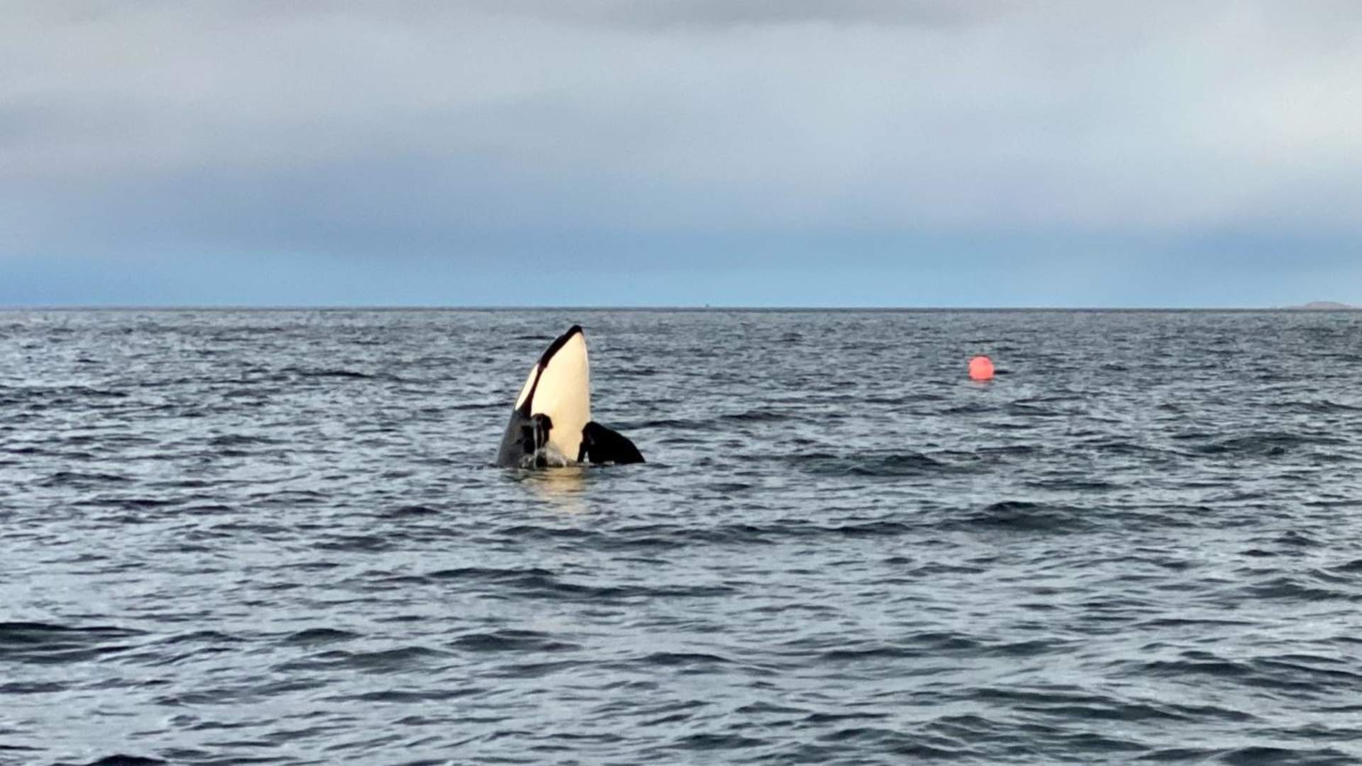 Whale Safari from Skjervøy
