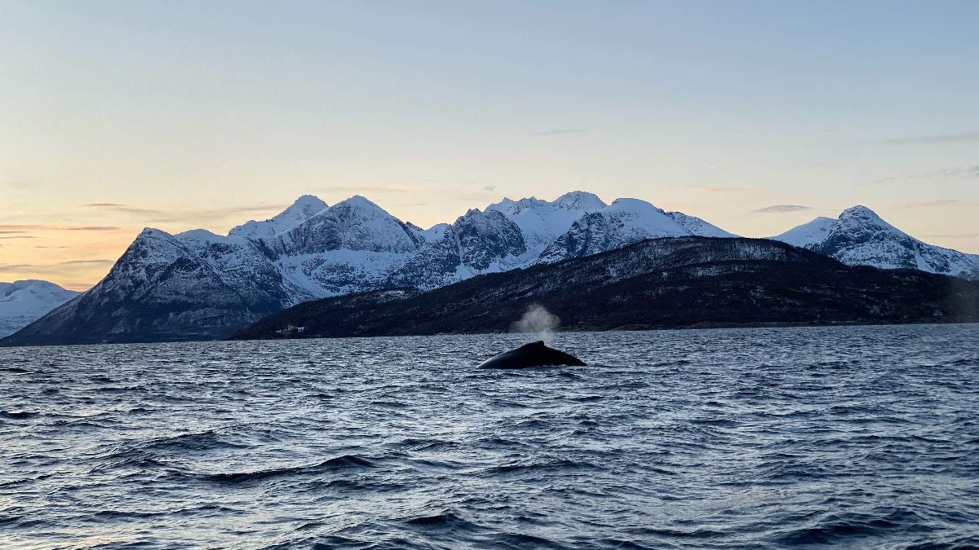 Whale Safari from Skjervøy