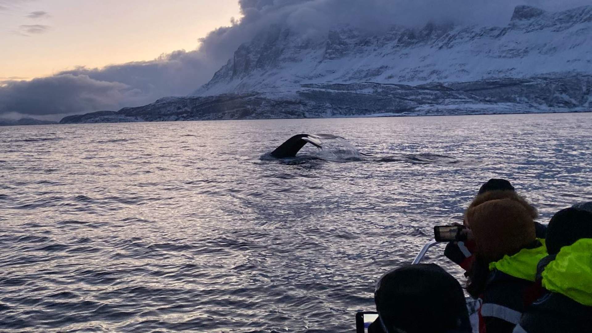 Whale Safari from Skjervøy