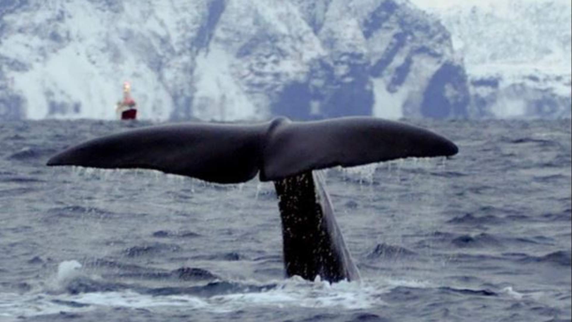Whale Safari from Skjervøy