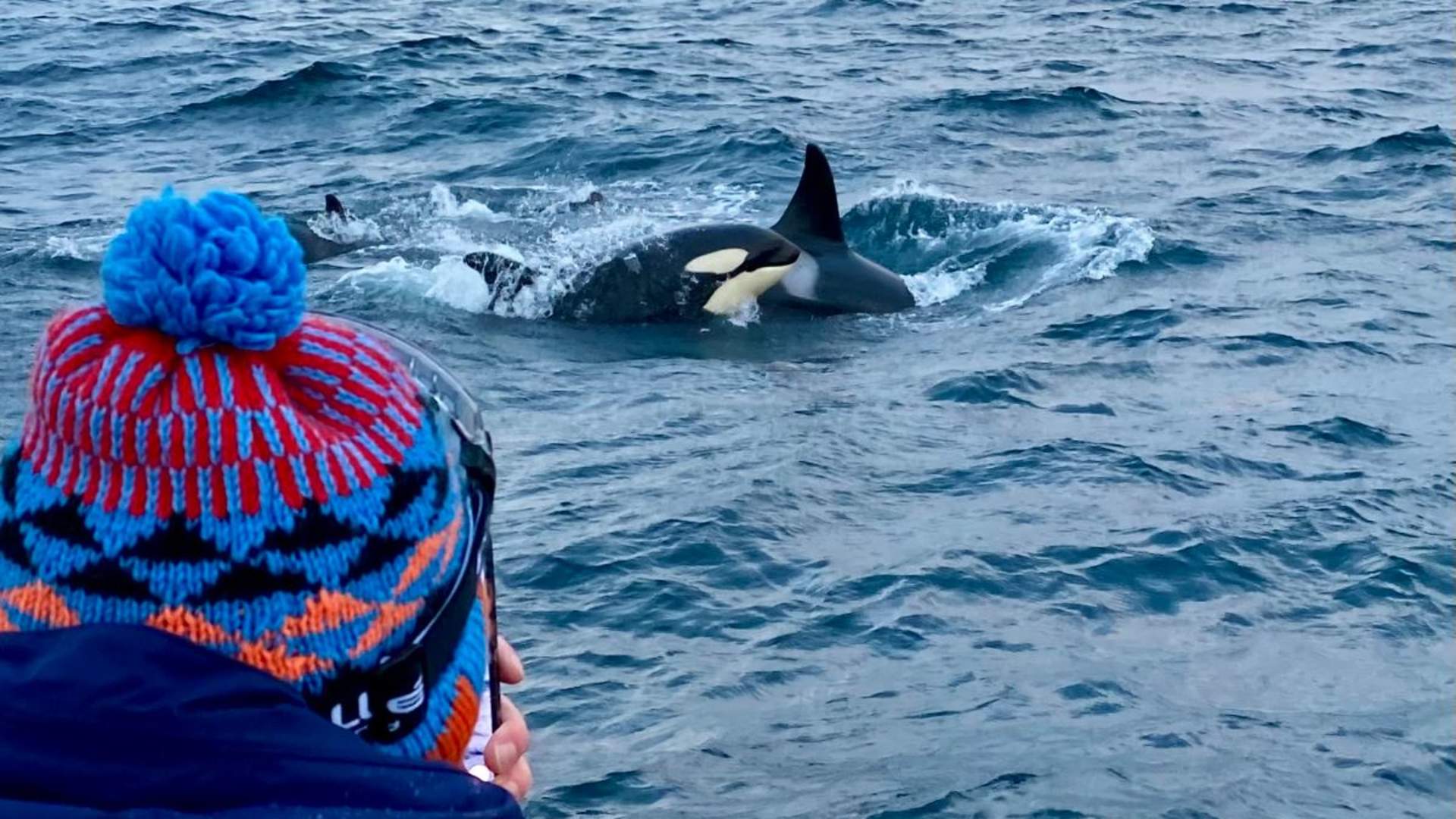 Whale Safari from Skjervøy