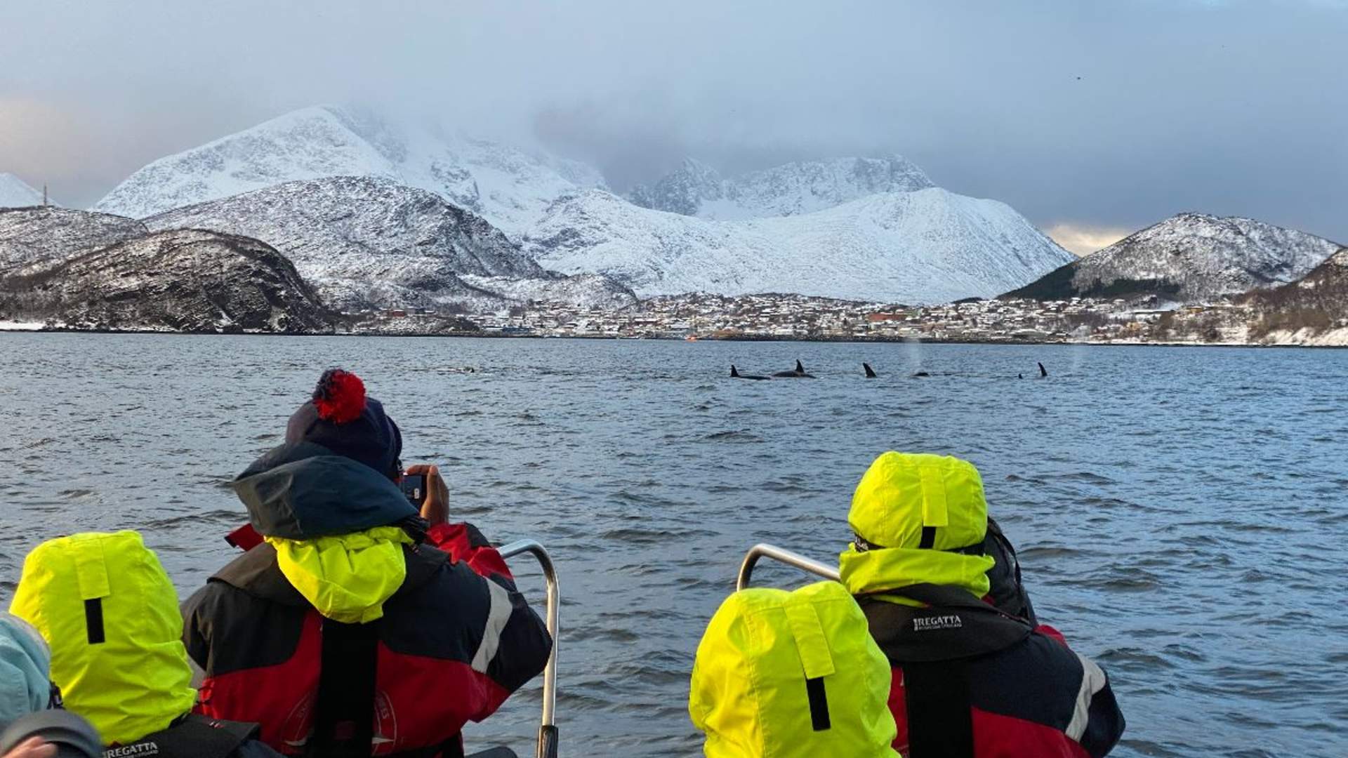 Whale Safari from Skjervøy