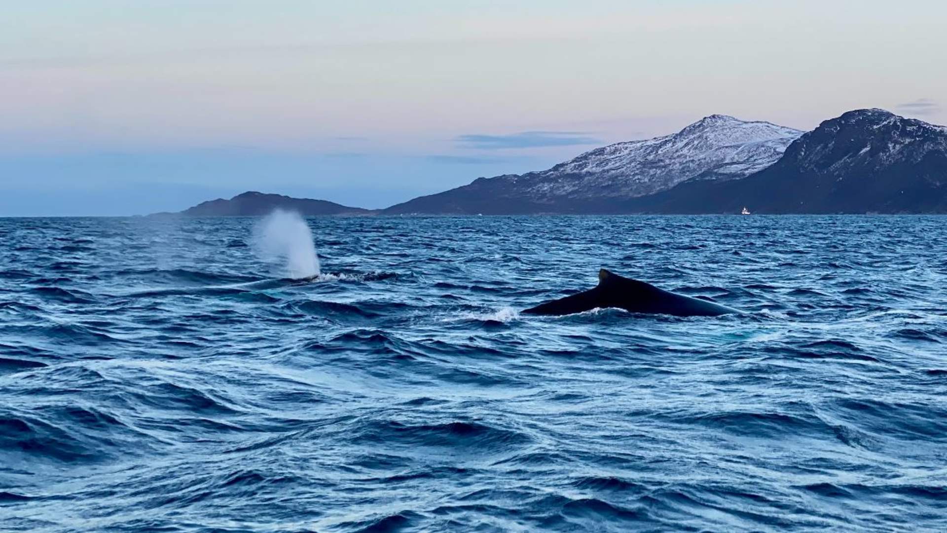 Whale Safari from Skjervøy