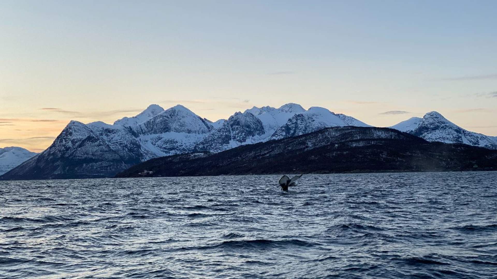 Whale Safari from Skjervøy