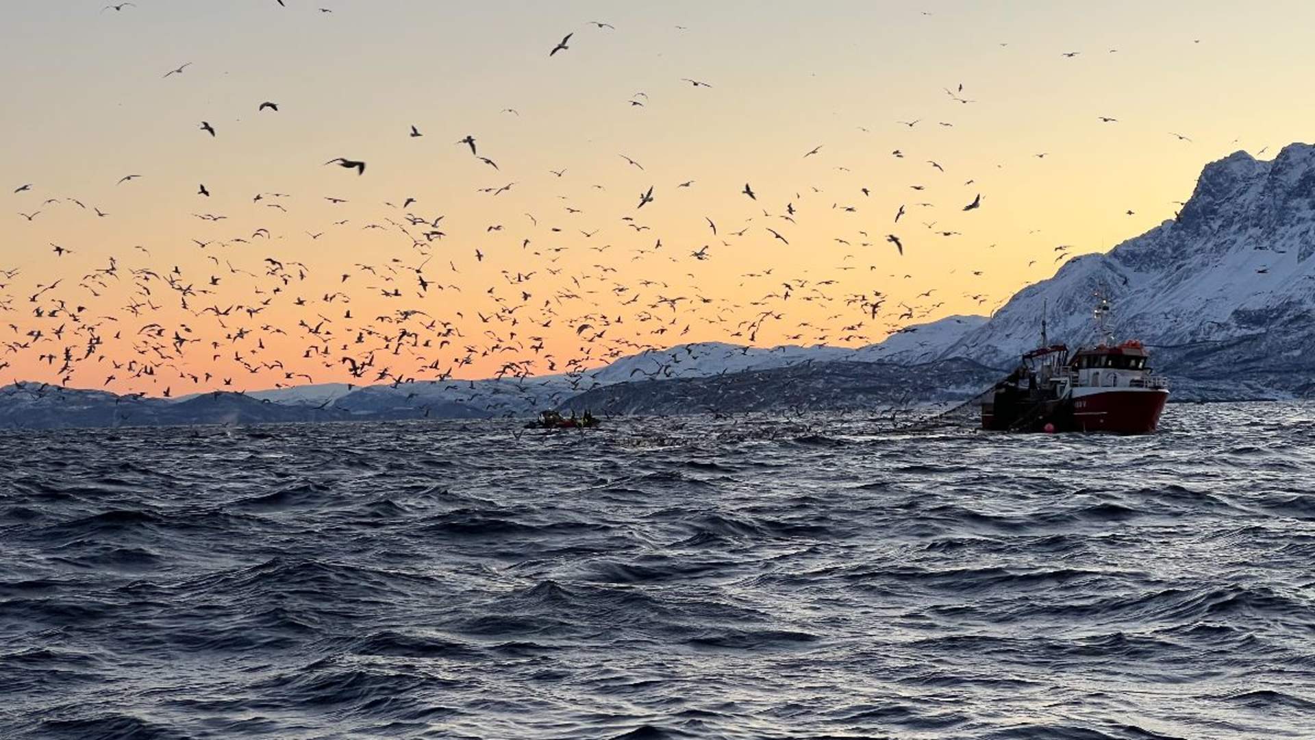 Whale Safari from Skjervøy