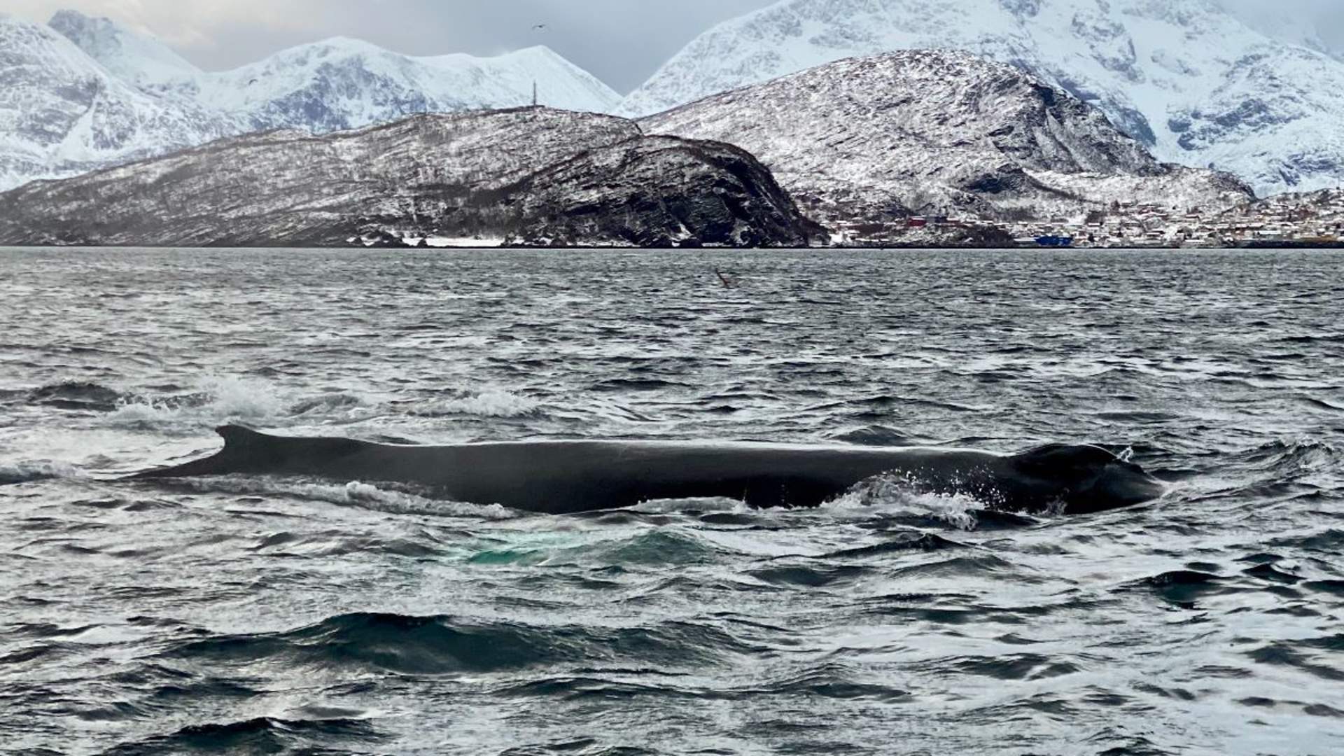 Whale Safari from Skjervøy