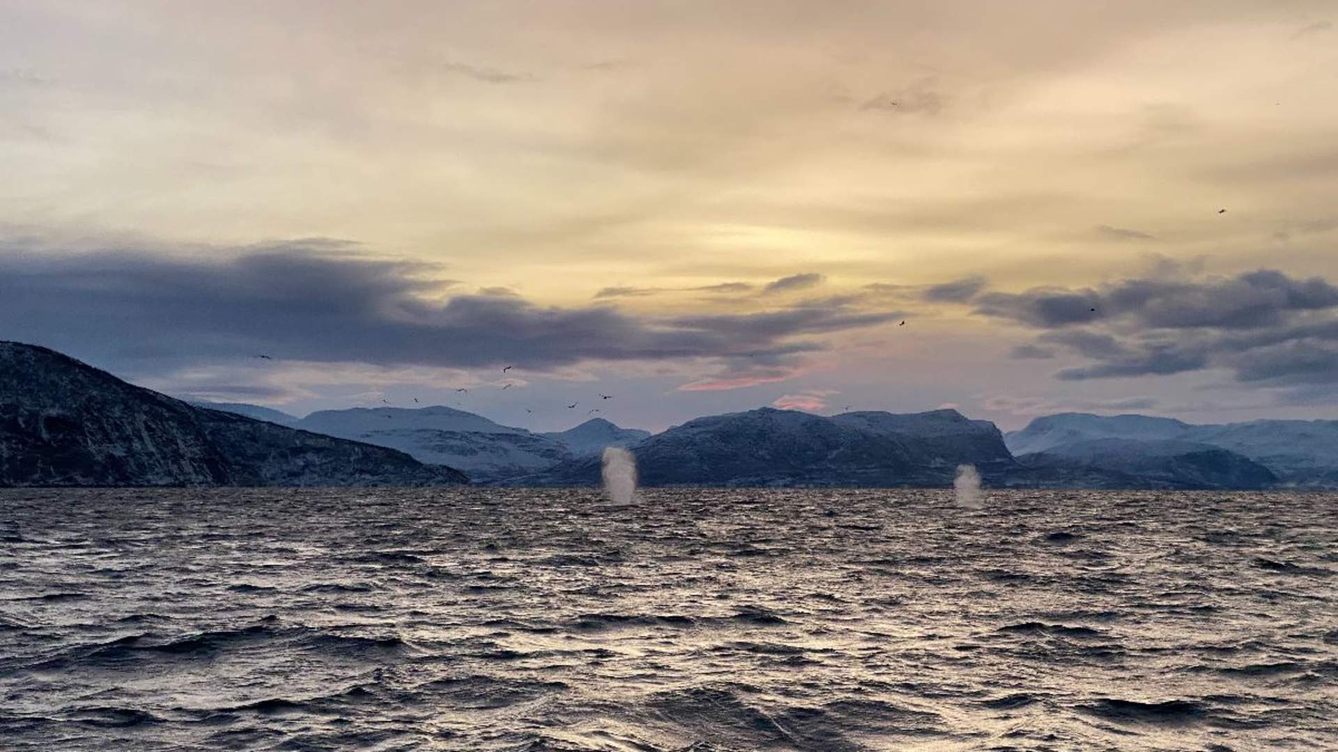 Whale Safari from Skjervøy